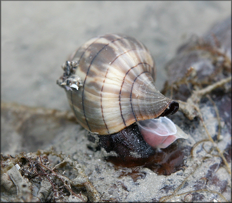 Cinctura hunteria (G. Perry, 1811) Eastern Banded Tulip Depositing Egg Capsules