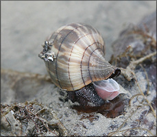 Cinctura hunteria (G. Perry, 1811) Eastern Banded Tulip Depositing Egg Capsules