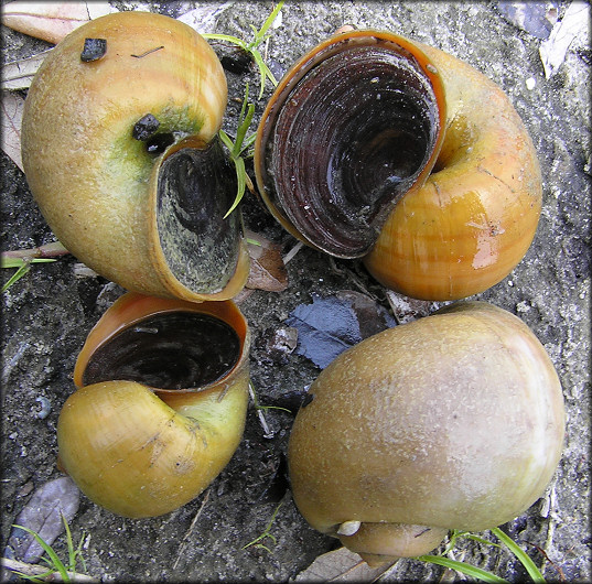 Fresh collected snails from the paper mill pond