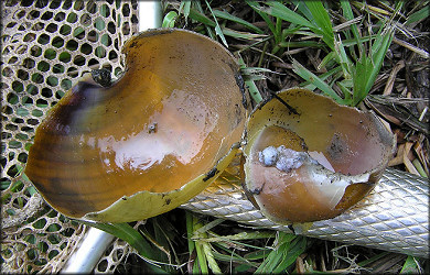 Possible predation on Pomacea at aquatic center lake 