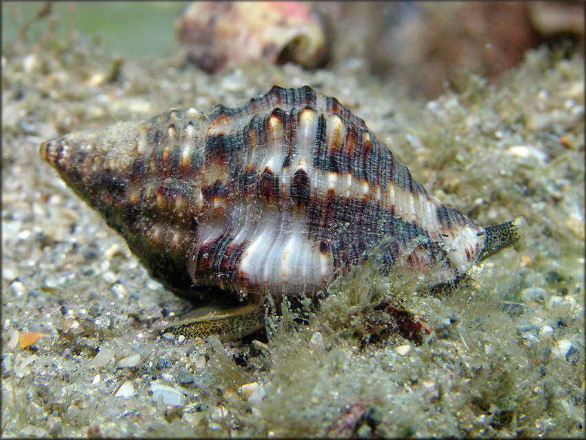 Gemophos auritulus (Link, 1807) Gaudy Cantharus