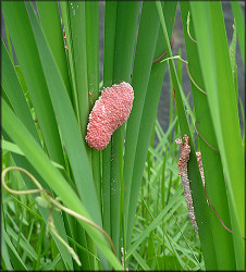 Egg clutches along the aquatic center lake shoreline