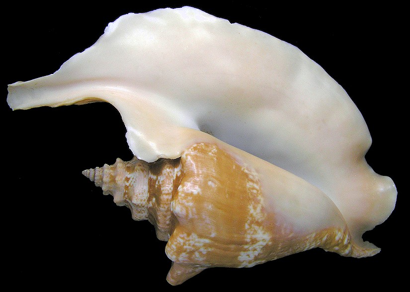 Lobatus gallus (Linnaeus, 1758) Roostertail Conch