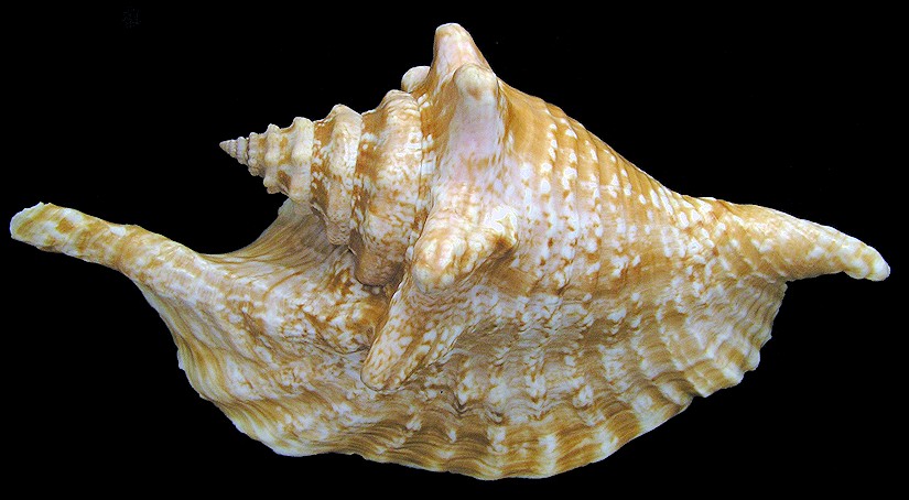 Lobatus gallus (Linnaeus, 1758) Roostertail Conch