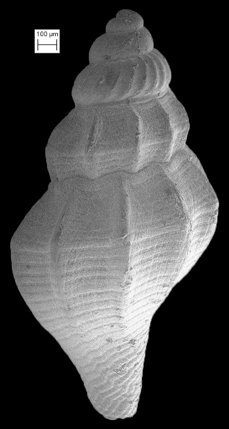 Brachycythara galae Fargo, 1953