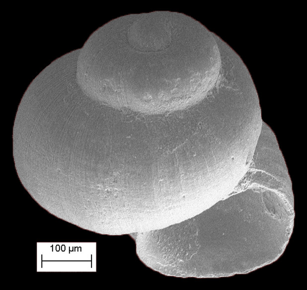 Rissoella galba Robertson, 1961 Fossil