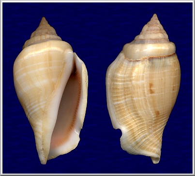 Gibberulus gibberulus albus (Mrch, 1850)