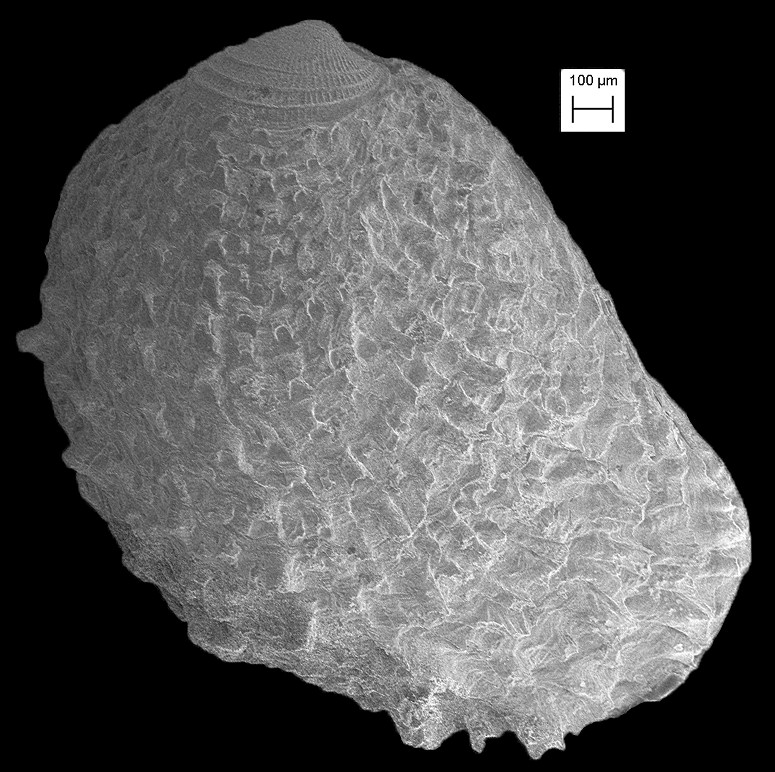 Chama gardnerae Olsson and Harbison, 1953 Juvenile Fossil