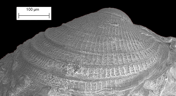 Chama gardnerae Olsson and Harbison, 1953 Juvenile Fossil