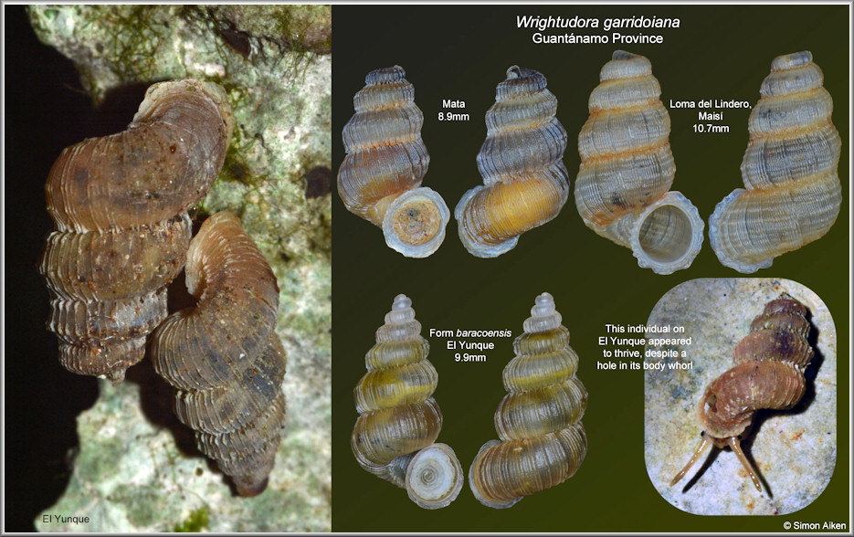 Wrightudora garridoiana (Gundlach in L. Pfeiffer, 1860)