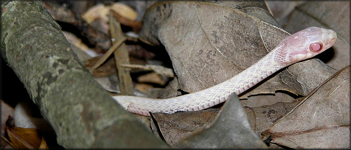 Eastern Garter Snake [Thamnophis sirtalis sirtalis] Albino Juvenile