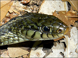 Eastern Garter Snake [Thamnophis sirtalis sirtalis]