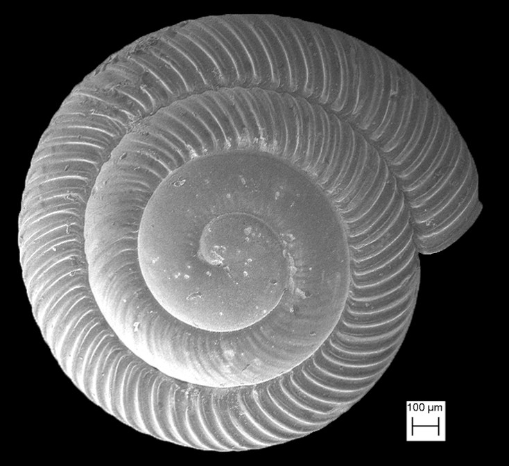 Gastrodonta interna (Say, 1822) Brown Bellytooth