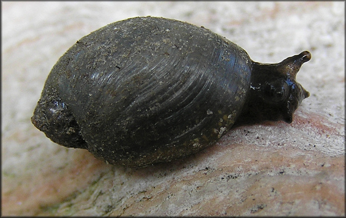 Succinea unicolor Tryon, 1866 Squatty Ambersnail