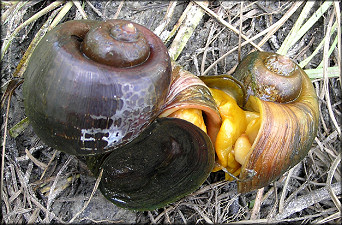 Pomacea canaliculata (Lamarck, 1822) Mating Pair