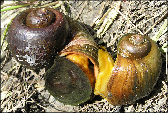 Pomacea canaliculata (Lamarck, 1822) Mating Pair