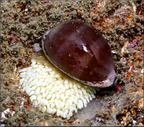 Luria cinerea (Gmelin, 1791) Atlantic Gray Cowrie With Eggs