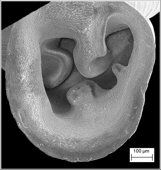 Gastrocopta contracta (Say, 1822) Bottleneck Snaggletooth