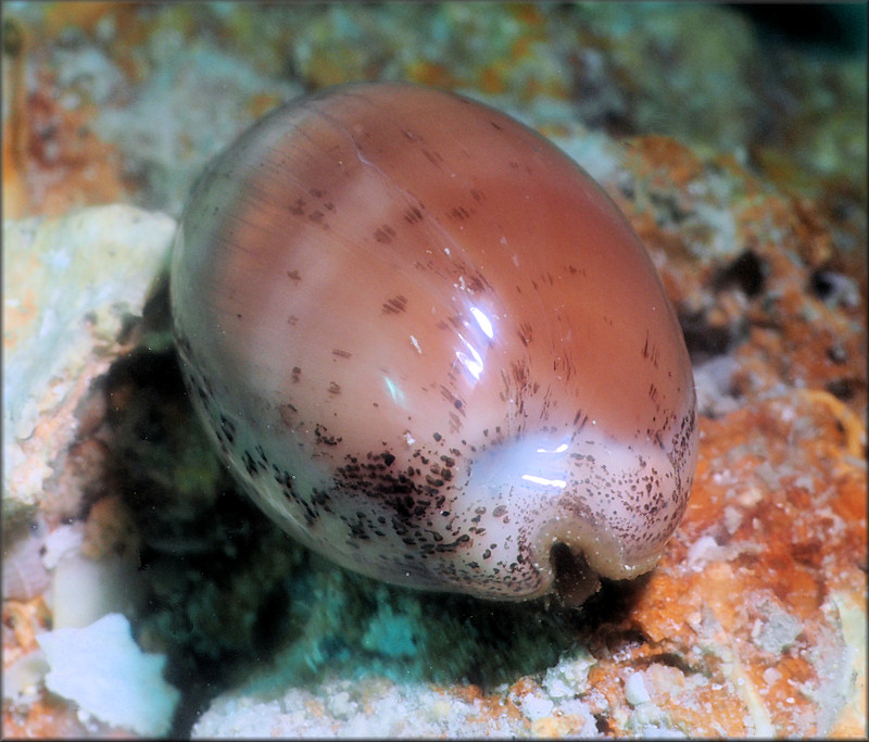 Luria cinerea (Gmelin, 1791) Atlantic Gray Cowrie