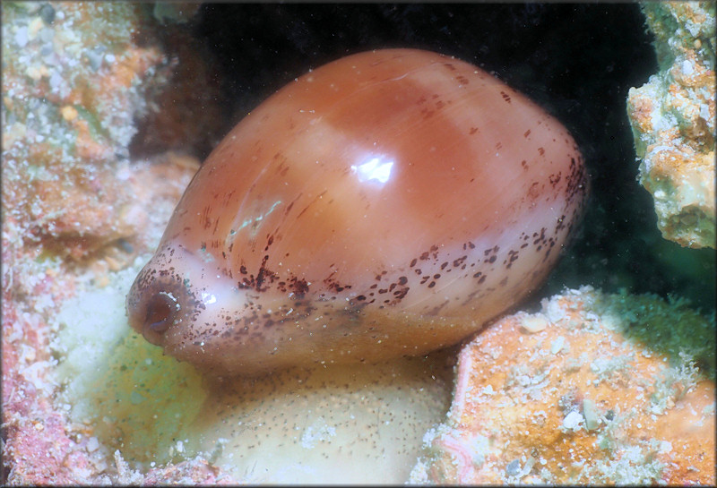 Luria cinerea (Gmelin, 1791) Atlantic Gray Cowrie