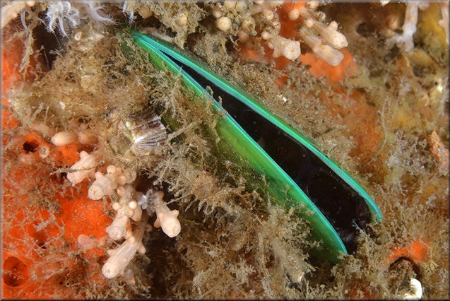 Perna viridis (Linnaeus, 1758) Asian Green Mussel