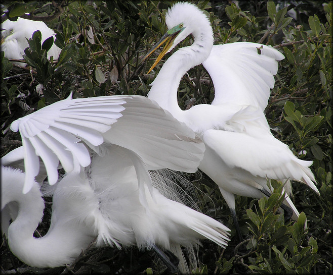 Casmerodius albus Great Egret Mating Plumage