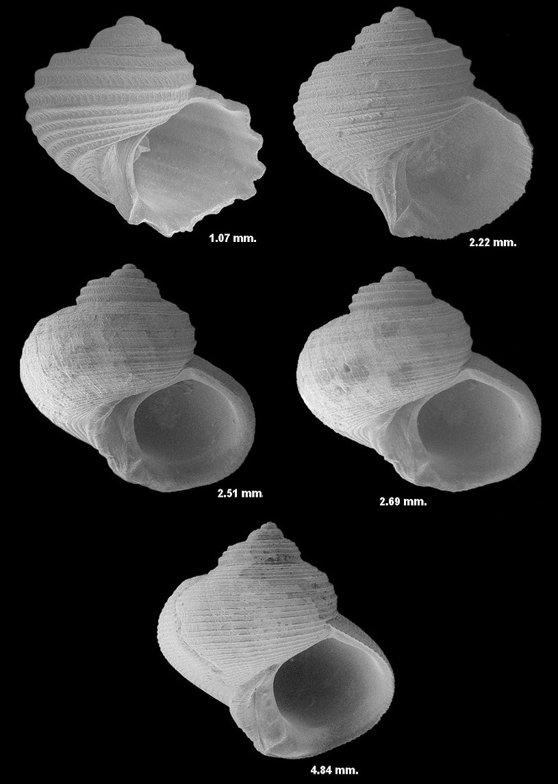 Gelasinostoma elegantulum (Dall, 1892)