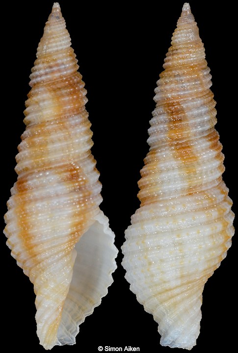 Gemmulimitra duplilirata (Reeve, 1845)