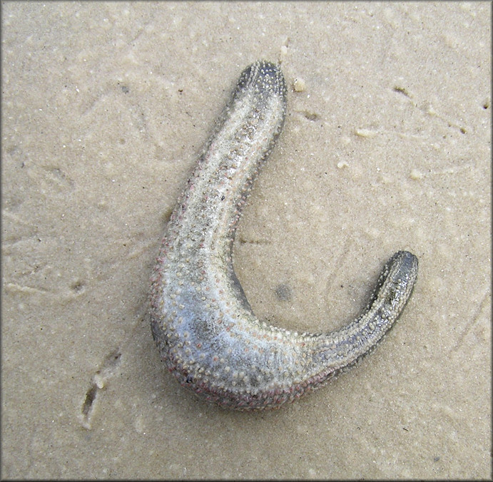 Thyonella gemmata Pourtales, 1852 Striped Sea Cucumber