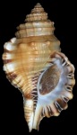 Cymatium parthenopeum parthenopeum (von Salis, 1793)