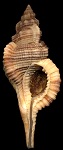 Cymatium pfeifferianum (Reeve, 1844)