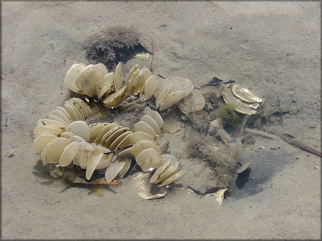 Melongena corona (Gmelin, 1791) Egg Capsules