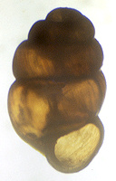 Vertigo genesii (Gredler, 1856)