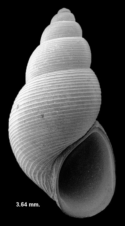 Elachisina geraea (Dall, 1892) Scanning Electron Micrograph (SEM)