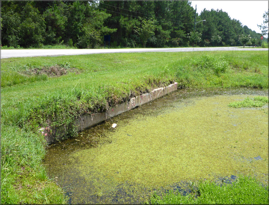 Pomacea maculata egg clutches on concrete culvert. The view is looking east along Rebar Road towards Yellow Water Road.