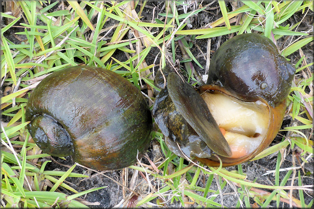 Mating pairs of Pomacea maculata from the drainage system