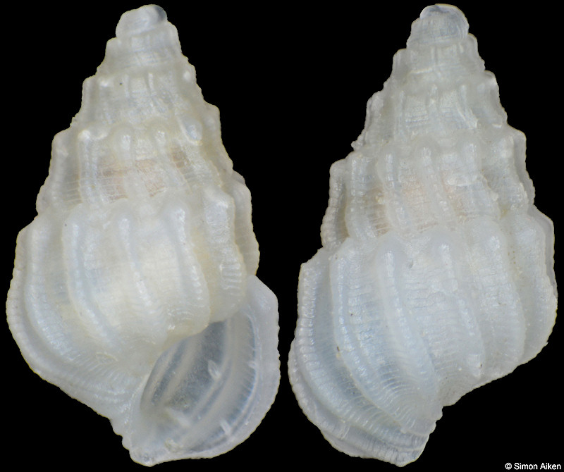 Odostomella germaini (Dautzenberg and Fischer, 1907)