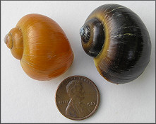 Pomacea paludosa (Say, 1829) Florida Applesnail Rare Gold Specimen