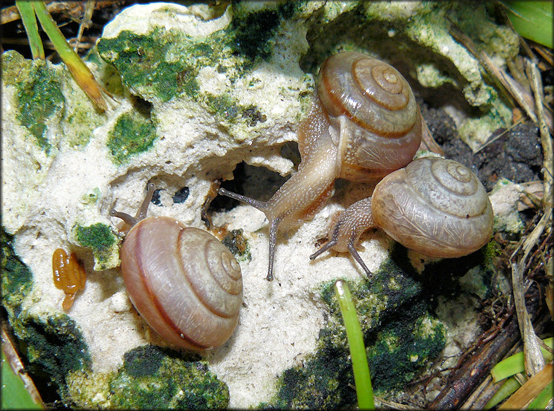 Bradybaena similaris (Frussac, 1821) In Situ