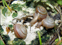 Bradybaena similaris (Férussac, 1821) In Situ