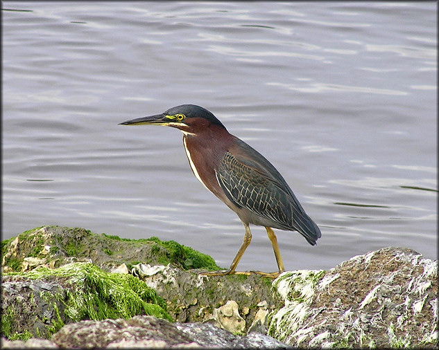 Green Heron [Butorides virescens]