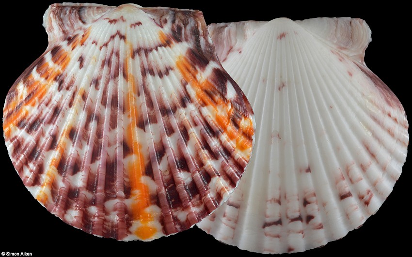 Argopecten gibbus (Linnaeus, 1758) Atlantic Calico Scallop