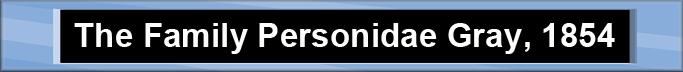 The Family Personidae Gray, 1854
