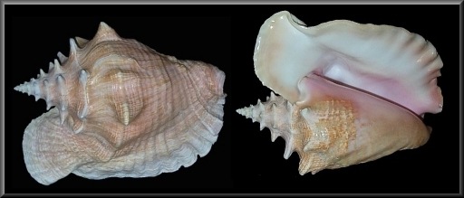 Adult Lobatus gigas specimen from the Florida Keys (245 mm.)