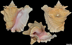 Lobatus gigas (Linnaeus, 1758) Queen Conch