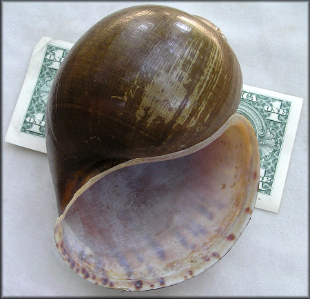 Pomacea gigas (Spix, 1827)