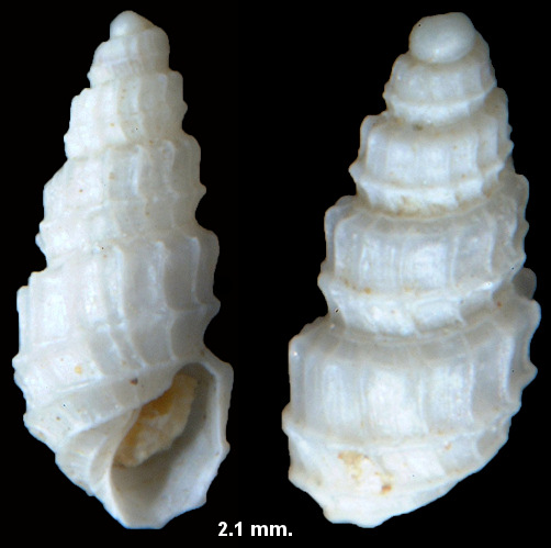 Odostomia navisa Dall and Bartsch,1907