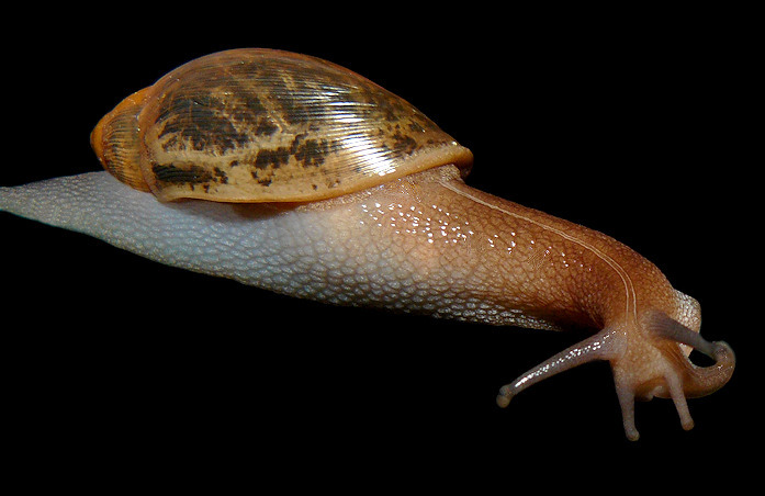 Euglandina rosea (Frussac, 1821) Rosy Wolfsnail