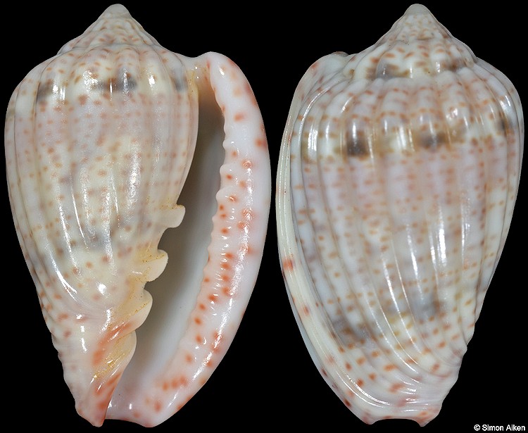 Glabella obtusa (G. B. Sowerby II, 1846) 