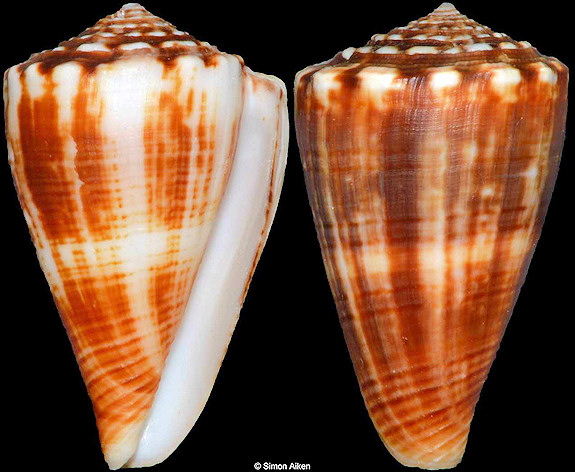 Conus gladiator Broderip, 1833